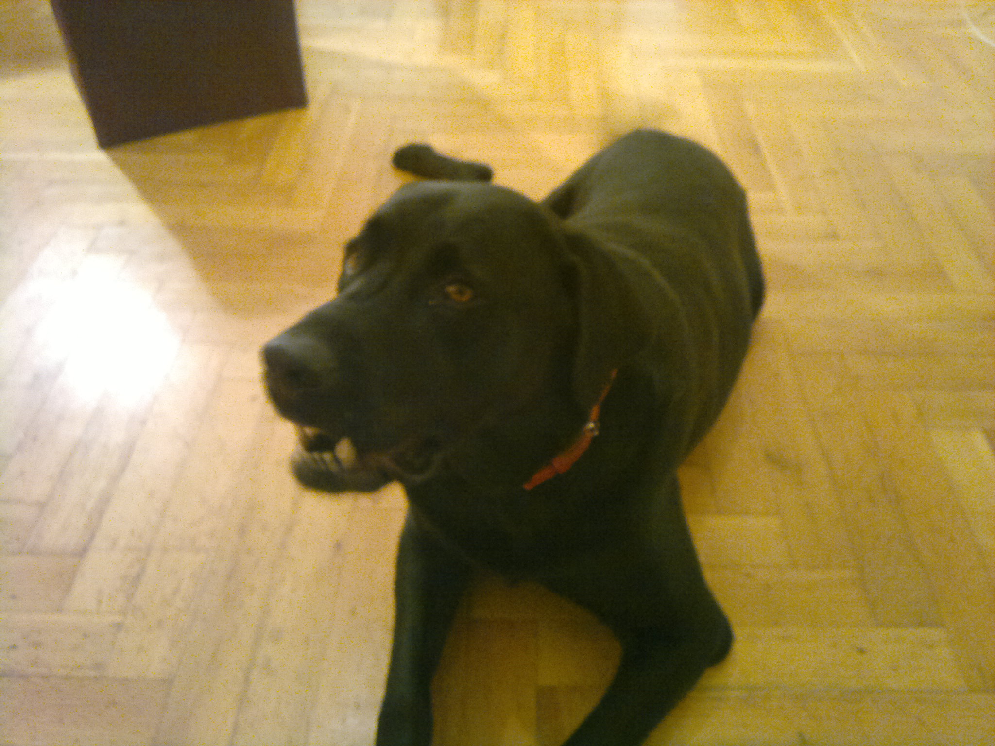 Jack - REHA nach Knieoperation.jpg (2048 x 1536)